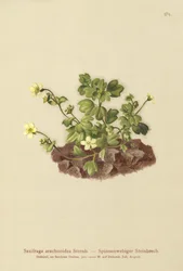 Saxifrage toile d