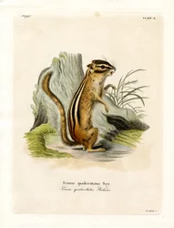 Tamia du Colorado