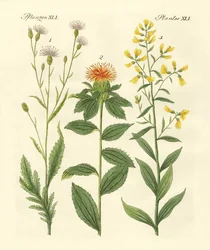 Plantes colorées