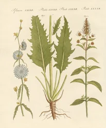 Plantes commerciales et médicinales