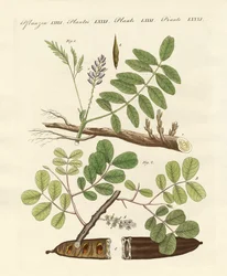 Plantes commerciales