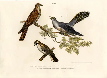 Coucou gris, 1864