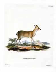 Dik-dik commun