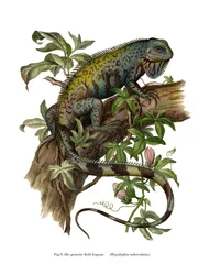 Iguane commun
