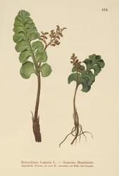 Botryche lunaire (Botrychium lunaria)