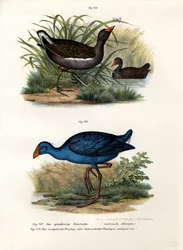 Gallinule poule-d