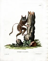 Opossum souris commun