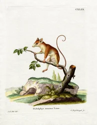 Opossum souris commun