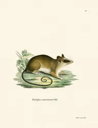 Opossum souris commun