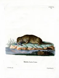 Loutre commune