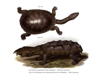Tortue à cou de serpent commune