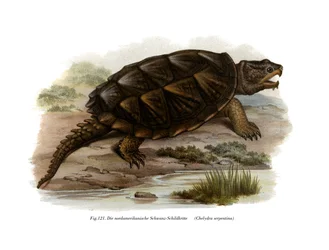 Tortue serpentine commune