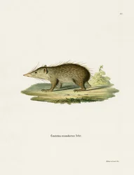 Tenrec Commun