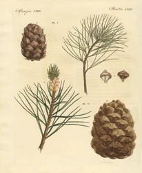 Bois de conifères avec fruits comestibles