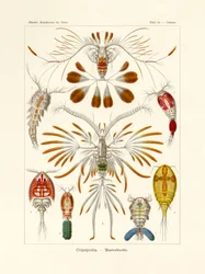 Copepoda, 1899-1904