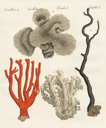 Coraux