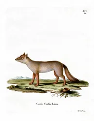 Renard corsac