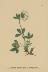 Trèfle crème (Trifolium Noricum)