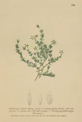 Sabuline rampante (Moehringia ciliata)