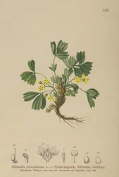 Sibbaldie rampante (Sibbaldia procumbens)