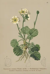Renoncule crénelée