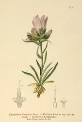 Campanule herbeuse croate (Edrajanthus Croaticus, Edraianthus croaticus, Edraianthus Kitaibellii, Edraianthus graminifolius, Edraianthus albanicus, Wahlenbergia graminifolia)
