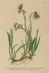 Gnaphale (Gnaphalium carpathicum)
