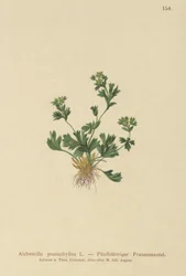 Alchémille à feuilles découpées (Alchemilla pentaphyllea)