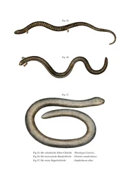 Bachia de Cuvier