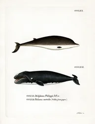 Baleine à bec de Cuvier