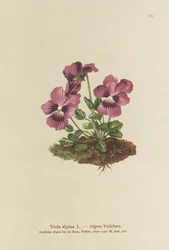Cyclamen, Violette alpine (Viola alpina)
