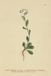Arabette à feuilles de marguerite