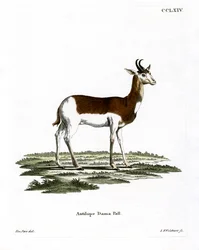 Gazelle dama