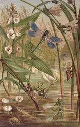 Émergence de demoiselle, planche de Brehms Tierleben: Allgemeine Kunde des Tierreichs, vol.9, p.554, publié par Bibliographisches Institut, 1892