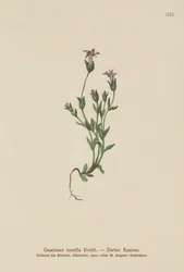 Gentiane naine du Danemark (Gentiana tenella, Gentianella tenella, Comastoma tenellum)