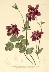 Ancolie sombre