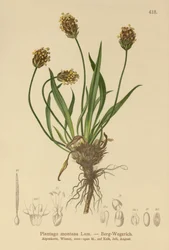 Plantain noir (Plantago atrata, Plantago montana)
