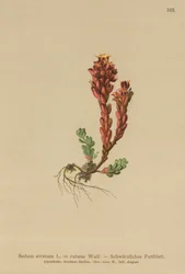 Orpin noir (Sedum atratum, Sedum rubens)