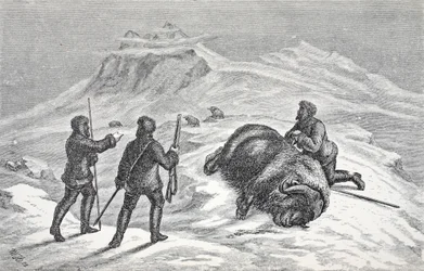 Mort du bœuf musqué, pub. Londres 1874