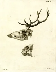 Bois de cerf