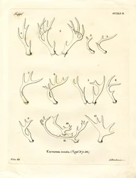 Bois de cerf