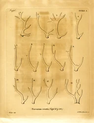 Bois de cerf
