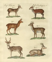 Cerfs et faons
