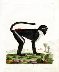Singe Diane