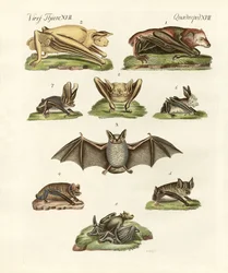 Différents types de chauves-souris