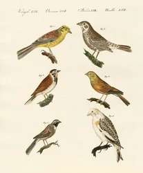 Différentes sortes de bruants