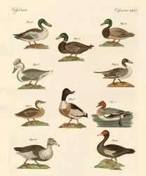 Différentes espèces de canards