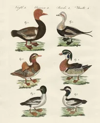 Différentes espèces de canards