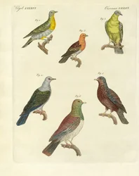 Différentes sortes de pigeons exotiques