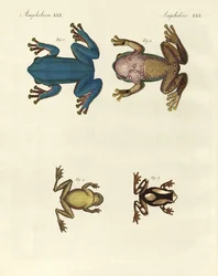 Différents types de grenouilles arboricoles étrangères (gravure en couleur)
